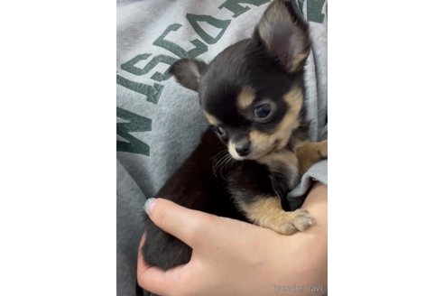 成約済の福岡県のチワワ(ロングコート)-286714の3枚目