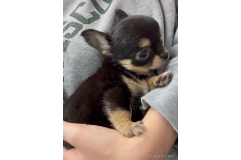 成約済の福岡県のチワワ(ロングコート)-286714の4枚目