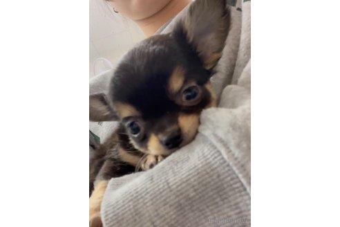 成約済の福岡県のチワワ(ロングコート)-286714の5枚目