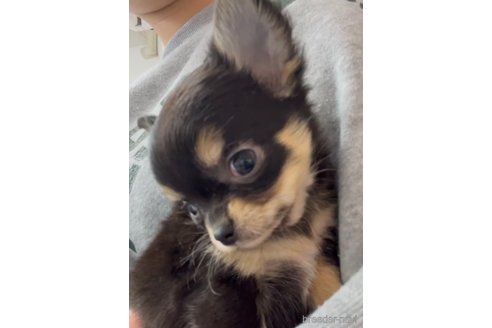 成約済の福岡県のチワワ(ロングコート)-286714の2枚目