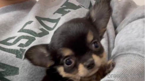 成約済の福岡県のチワワ(ロングコート)-286714の1枚目