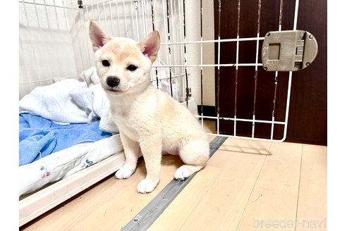 成約済の愛知県の柴犬-279799の5枚目