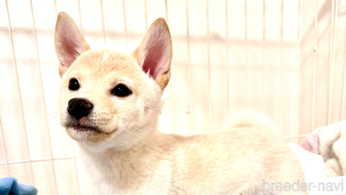 成約済の愛知県の柴犬-279799の1枚目