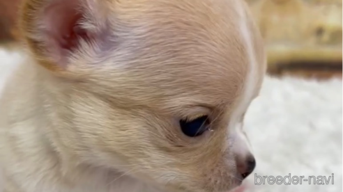 成約済の福岡県のチワワ(スムースコート)-289238の6枚目