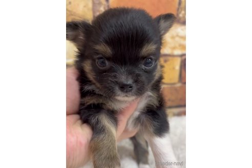 成約済の福岡県のチワワ(ロングコート)-289239の10枚目