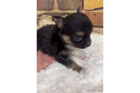 成約済の福岡県のチワワ(ロングコート)-289239の11枚目