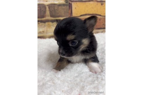 成約済の福岡県のチワワ(ロングコート)-289239の9枚目