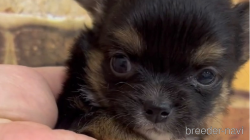 成約済の福岡県のチワワ(ロングコート)-289239の8枚目