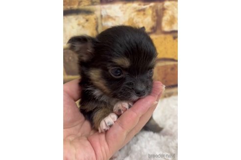 成約済の福岡県のチワワ(ロングコート)-289239の7枚目