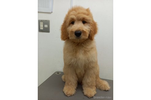 成約済の神奈川県のゴールデンドゥードル:ゴールデンレトリーバー×プードル-278110の4枚目