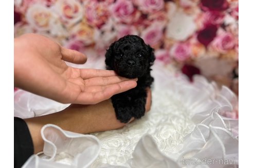 成約済の広島県のタイニープードル-287878の11枚目