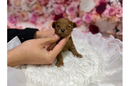 子犬