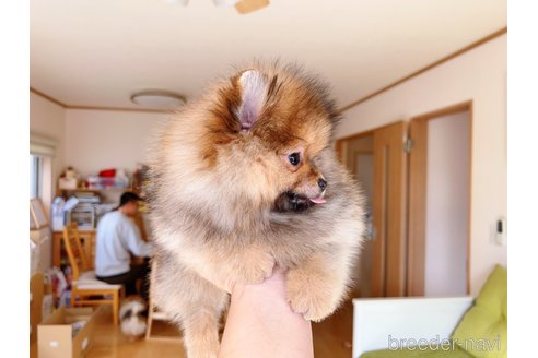成約済の岐阜県のポメラニアン-279752の33枚目