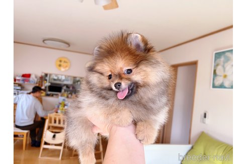 成約済の岐阜県のポメラニアン-279752の32枚目