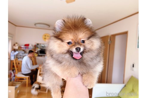 成約済の岐阜県のポメラニアン-279752の34枚目