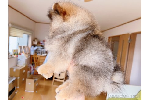 成約済の岐阜県のポメラニアン-279752の18枚目