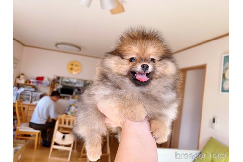 成約済の岐阜県のポメラニアン-279752の21枚目