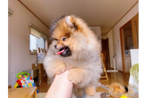 成約済の岐阜県のポメラニアン-279752の20枚目