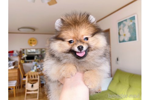 成約済の岐阜県のポメラニアン-279752の19枚目