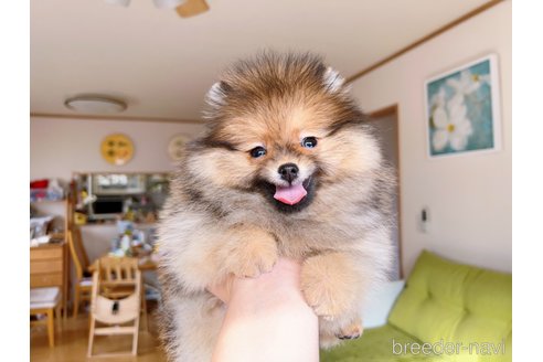 成約済の岐阜県のポメラニアン-279752の10枚目