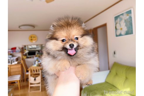 成約済の岐阜県のポメラニアン-279752の13枚目