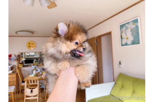 成約済の岐阜県のポメラニアン-279752の9枚目