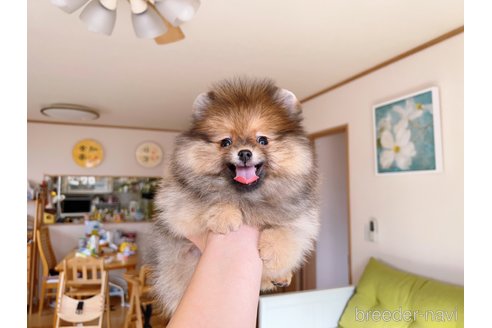 成約済の岐阜県のポメラニアン-279752の14枚目