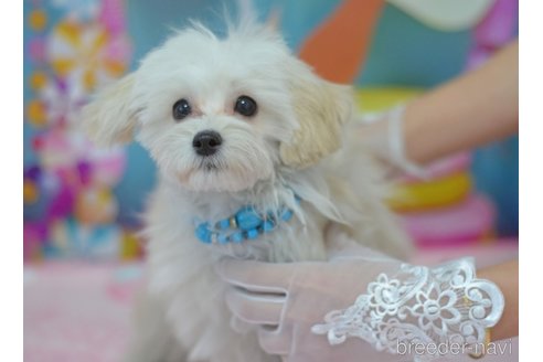 販売中の埼玉県のミックス犬-271856の17枚目