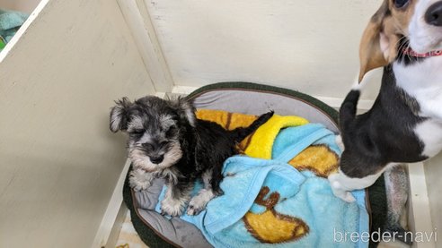 成約済の熊本県のミニチュアシュナウザー-289302の16枚目