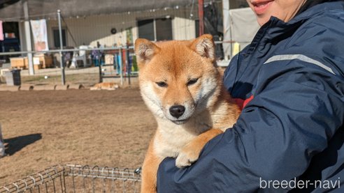 成約済の熊本県の豆柴-282436の6枚目