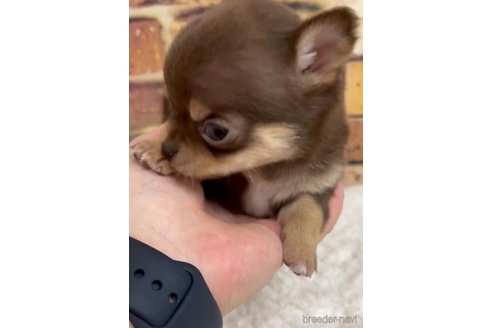 成約済の福岡県のチワワ(スムースコート)-289347の7枚目