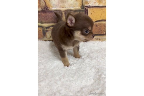 成約済の福岡県のチワワ(スムースコート)-289347の8枚目