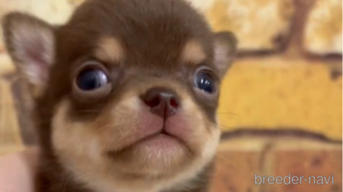 成約済の福岡県のチワワ(スムースコート)-289347の6枚目