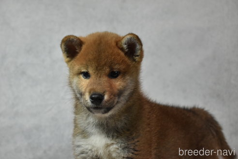 成約済の神奈川県の柴犬-289359の1枚目