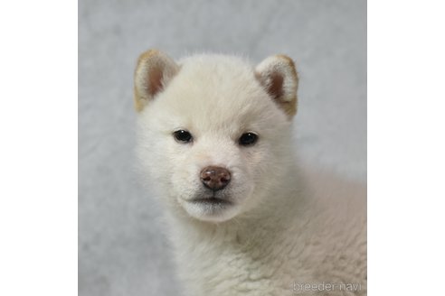 成約済の神奈川県の柴犬-289360