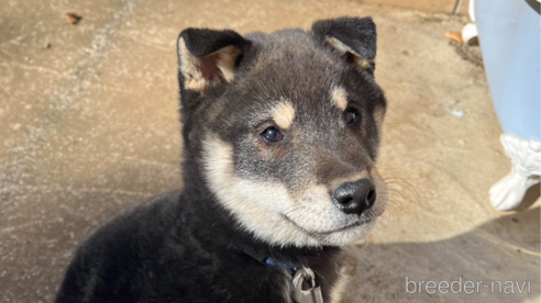 成約済の千葉県の柴犬-275773の1枚目