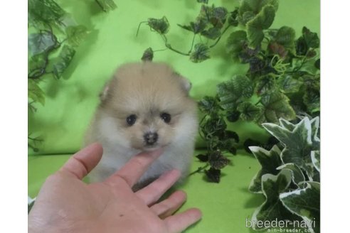 成約済の神奈川県のポメラニアン-289421の3枚目