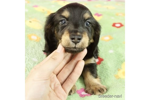 成約済の兵庫県のカニンヘンダックスフンド(ロングヘアード)-289448の3枚目