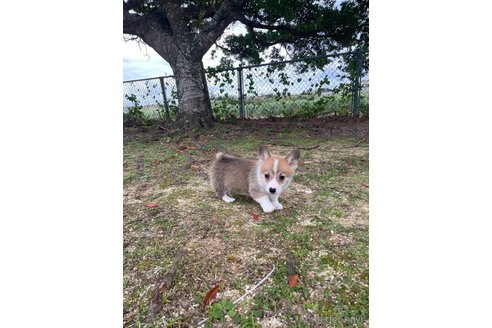 成約済の沖縄県のウェルシュコーギーペンブローク-289457の7枚目