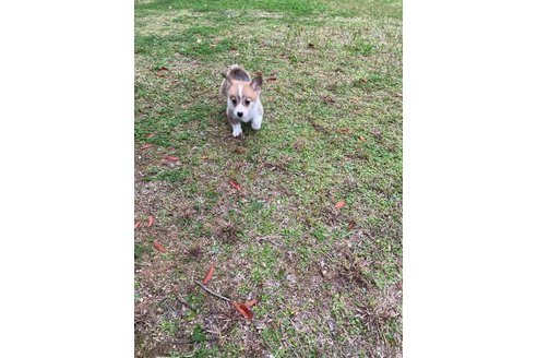 成約済の沖縄県のウェルシュコーギーペンブローク-289457の6枚目