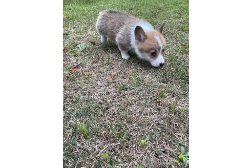 成約済の沖縄県のウェルシュコーギーペンブローク-289457の5枚目