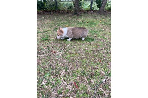 成約済の沖縄県のウェルシュコーギーペンブローク-289457の4枚目