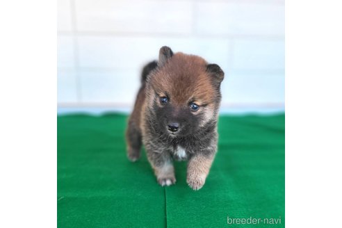 成約済の茨城県のミックス犬-288328の19枚目