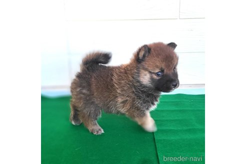 成約済の茨城県のミックス犬-288328の18枚目
