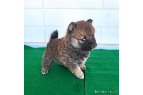 成約済の茨城県のミックス犬-288328の17枚目
