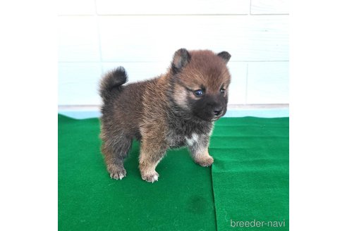 成約済の茨城県のミックス犬-288328の16枚目