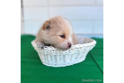 成約済の茨城県のポメラニアン-289469の16枚目