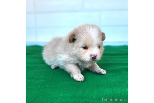 成約済の茨城県のポメラニアン-289469の19枚目