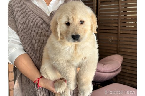 成約済の茨城県のゴールデンレトリーバー-289471の4枚目