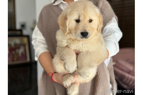 成約済の茨城県のゴールデンレトリーバー-289471の5枚目